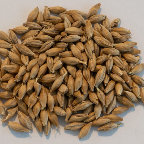 Pehkolan Mallastamo Pale Ale