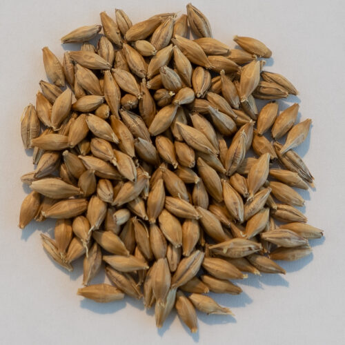 Pehkolan Mallastamo Pilsner