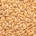 BEST Pale Ale Malt