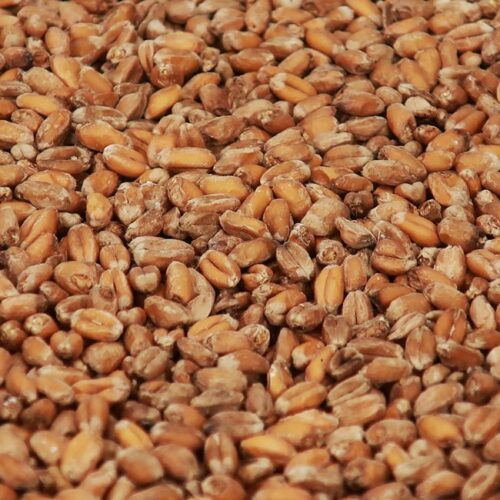 Castle Malting Château Wheat Crystal®