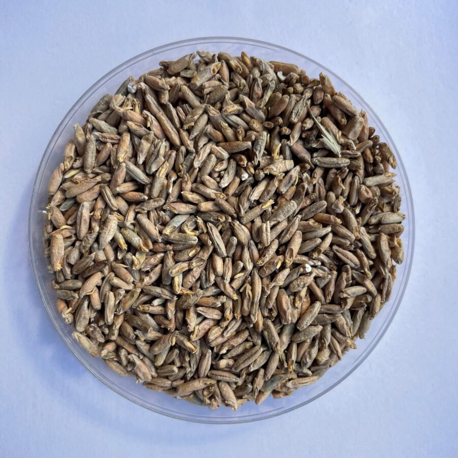 Pehkola ruismallas Pehkola ruismallas