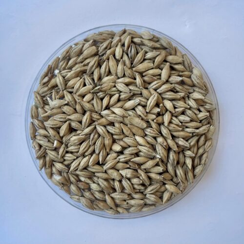 Pehkolan Mallastamo Chit mallas