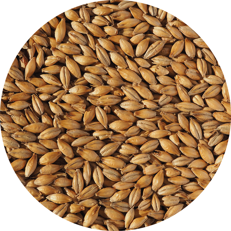 Malt-Single_Best-Malt-796-x-796 (1) Malt-Single_Best-Malt-796-x-796 (1)