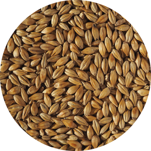 CRISP - CARA GOLD MALT
