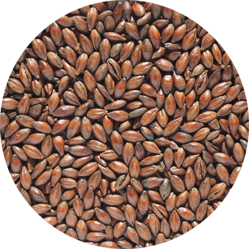CRISP - Chocolate Malt (Coffee Malt)