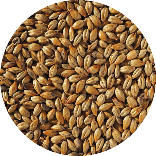 CRISP - AMBER MALT