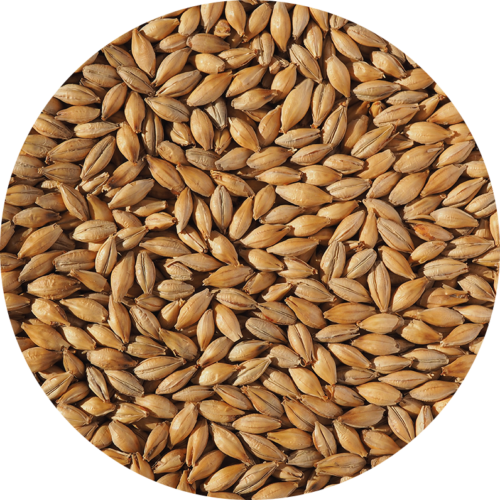 CRISP - EXTRA PALE MARIS OTTER MALT