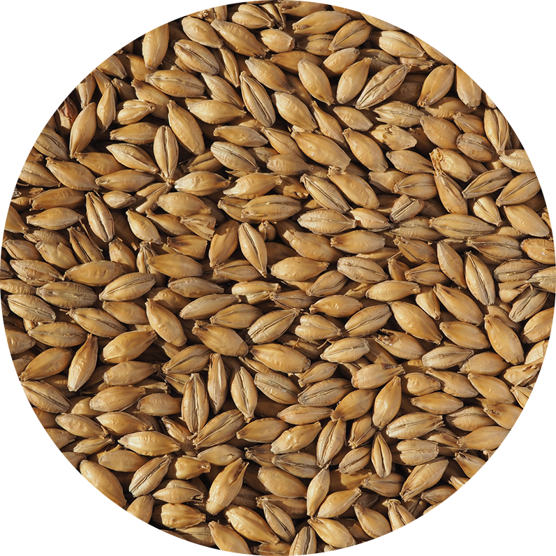 Malt-Single_Extra-Pale-Malt-796-x-796 Malt-Single_Extra-Pale-Malt-796-x-796