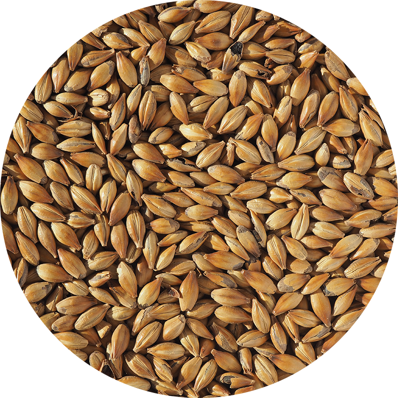 Malt-Single_Medium-Crystal-240-Malt-796-x-796 Malt-Single_Medium-Crystal-240-Malt-796-x-796