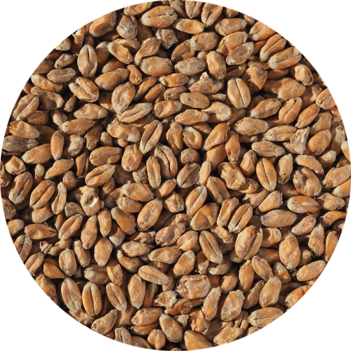 CRISP - Torrefied Wheat