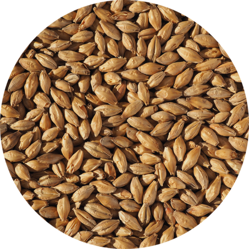 CRISP - MUNICH LIGHT MALT