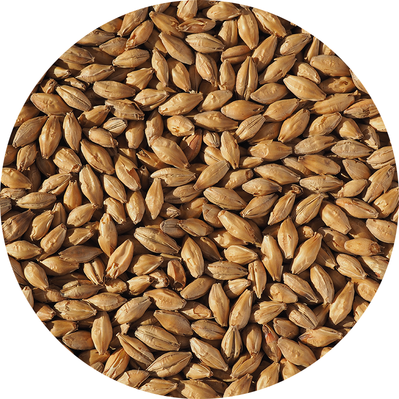 Malt-Single_Light-Munich-Malt-796-x-796 Malt-Single_Light-Munich-Malt-796-x-796