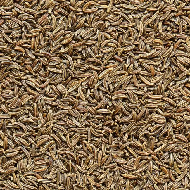 fennel jjj fennel jjj