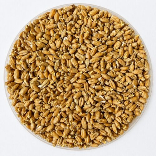 Pehkolan Taalainmaan Vehnämallas - Dalarna Wheat Malt - EBC 3–5